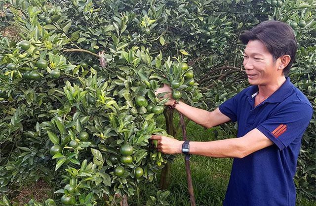 Trồng quýt bắng nước cốt cá tươi, 1 năm thu 6 tỷ đồng