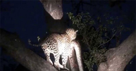 Báo hoa mai lôi xác trăn khổng lồ lên cây để ăn thịt