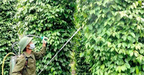 Cận Tết 2018, giá hồ tiêu vẫn khủng hoảng, người dân khóc ròng