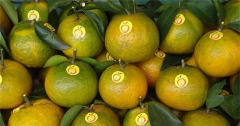 Giá cam tăng mạnh dịp cận Tết