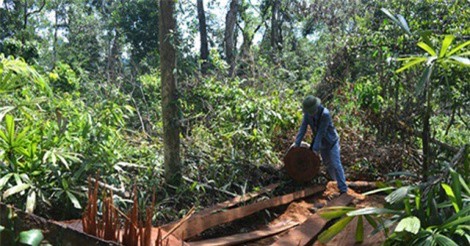 Quảng Bình: Phát hiện 70 m3 gỗ bị bỏ lại trong rừng phòng hộ