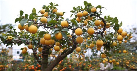 Thu 7,5 tỷ đồng dịp Tết Nguyên đán từ chanh bonsai