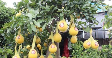 TP.HCM: Bưởi Diễn chơi Tết có giá lên đến 50 triệu đồng/cây	