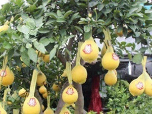 TP.HCM: Bưởi Diễn chơi Tết có giá lên đến 50 triệu đồng/cây