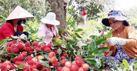 Bến Tre: Chôm chôm trái vụ rẻ như bèo