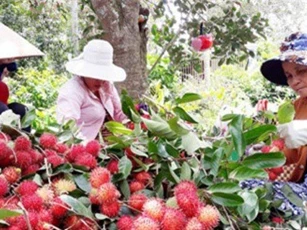 Bến Tre: Chôm chôm trái vụ rẻ như bèo