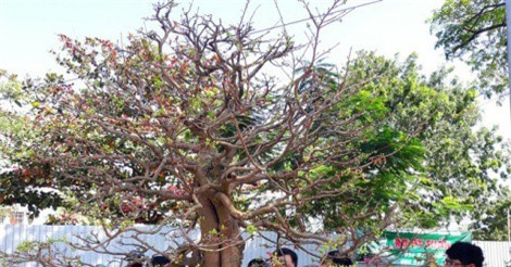 Ngắm “lão mai” hơn 100 tuổi giá hơn nửa tỷ đồng ở Bình Định