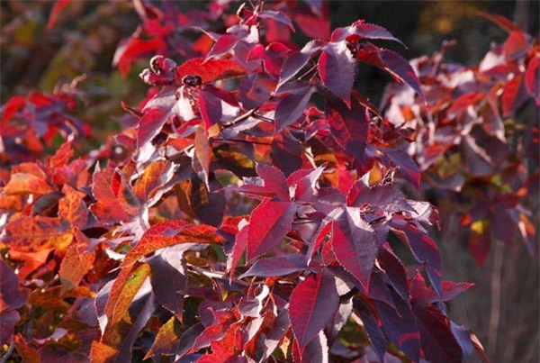 Cây sau sau - vị thuốc lạ mà quen