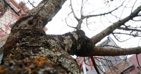 Đào rừng được bán với giá vài chục triệu đồng vẫn hút khách