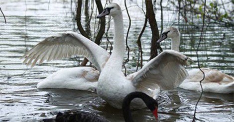 Hà Nội thả thí điểm 12 con thiên nga ở Hồ Gươm