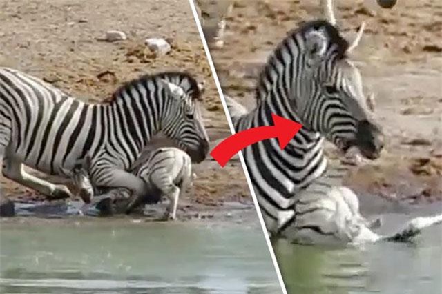 Ngựa vằn đực giết con non để đòi quyền giao phối