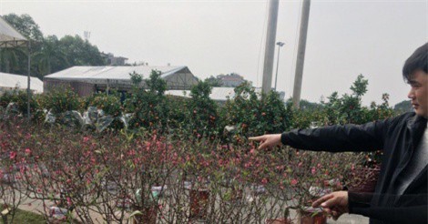 Những cây “đào khủng” giá hàng chục triệu đồng ở hội chợ hoa xuân Thanh Hoá