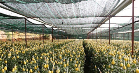 Trồng hoa cúc bán Tết, chỉ 3 tháng lãi gần 100 triệu đồng/sào