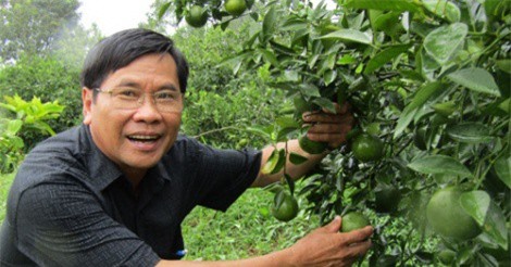 Tỷ phú quýt đường đất Lai Vung