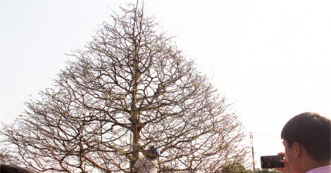 Cận cảnh lão mai "khủng" trả 1,25 tỷ vẫn không mua được ở Cần Thơ