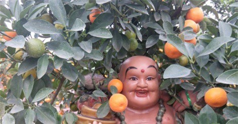 Cặp bonsai "bồ tát Di Lặc gánh quất" giá nghìn đô trình làng