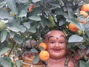 Cặp bonsai "bồ tát Di Lặc gánh quất" giá nghìn đô trình làng