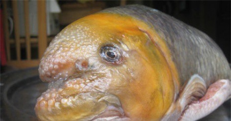 Đại gia chờ cả tháng mới mua được cá Anh vũ đầu vàng chục triệu cúng Tết