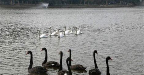 Dừng thí điểm thả thiên nga ở Hồ Gươm
