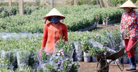 Lãi hơn 700 triệu đồng nhờ trồng hoa Tết ở Vũng Tàu