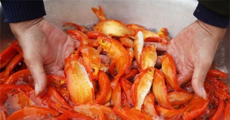 Làng cá chép hối hả thu hoạch trước Tết ông Công ông Táo