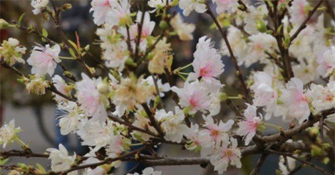 Chùm ảnh nhất chi mai Sa Pa giá khủng “đổ bộ” cố đô Hoa Lư đón Tết