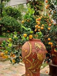 Giá quất gây sốt trong những ngày giáp Tết Nguyên Đán