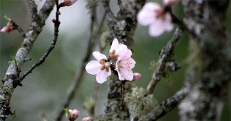 Thú chơi đào đá gần trăm triệu của người Hải Phòng