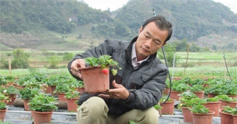 Trồng dâu tây bán Tết, thu lãi hàng trăm triệu đồng