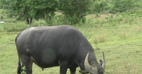 Tục cúng vía trâu của người Thái Mường Lò