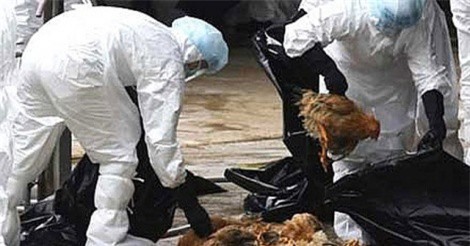 Bộ Nông nghiệp ra công điện khẩn chặn cúm gia cầm