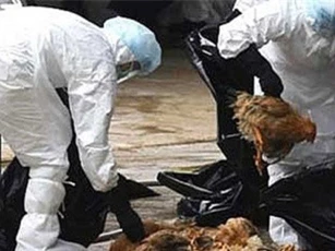 Bộ Nông nghiệp ra công điện khẩn chặn cúm gia cầm