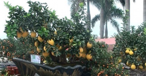 Chiêm ngưỡng bộ cây cảnh tam đa phúc - lộc - thọ giá gần trăm triệu đồng