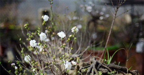 Chiêm ngưỡng vườn mai trắng đẹp mê hồn tại Hà Nội