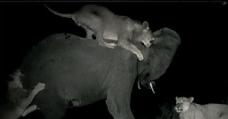 Clip: Bầy sư tử đoạt mạng voi rừng trong đêm