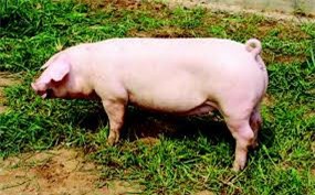 Giá lợn hơi biến động cận dịp Tết Nguyên Đán