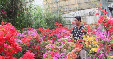 Hoa giấy 6 màu giá hơn chục triệu/chậu rộn ràng xuống phố