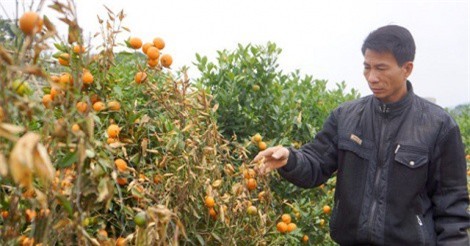 Lãnh án 30 tháng tù vì dùng thuốc diệt cỏ phá vườn quất Tết của hàng xóm 