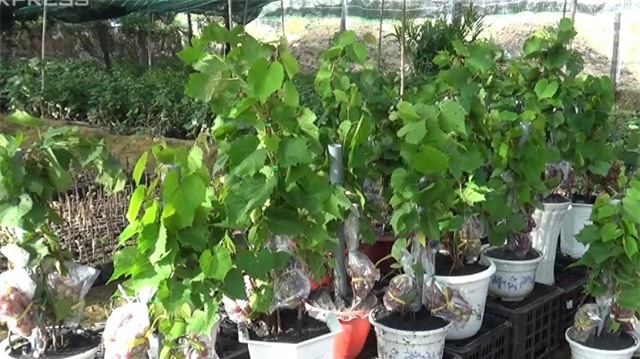 Nông dân Ninh Thuận đầu tư hơn 1 tỷ đồng làm nho kiểng bán Tết 
