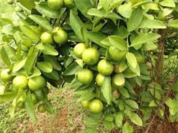 Cây chanh: Thuốc quý từ rễ đến ngọn