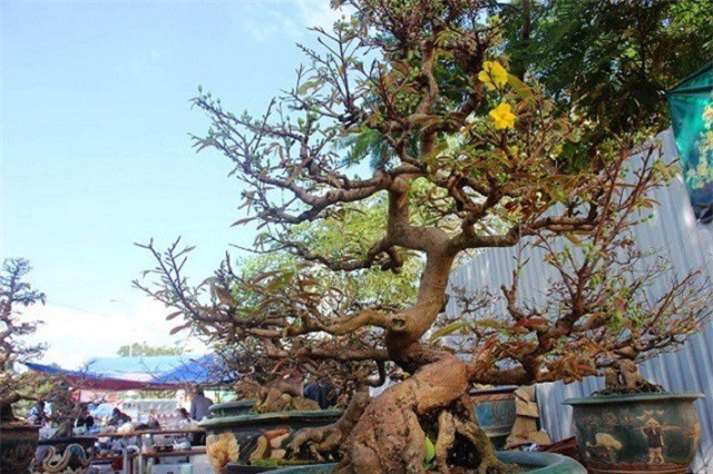 Chiêm ngưỡng mai bonsai cổ thụ giá hàng trăm triệu đồng ở Bình Định