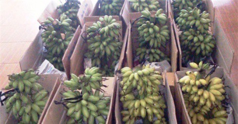 Chuối tiến vua dịp Tết tăng giá “thần tốc” vẫn “cháy hàng”