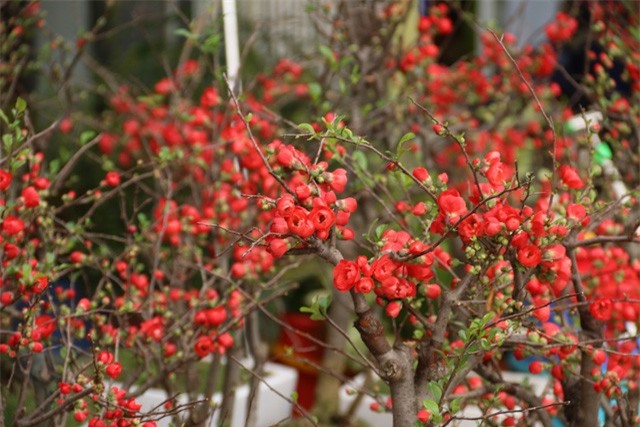 Đắt "cắt cổ", mai đỏ Trung Quốc vẫn được người Việt ưa chuộng dịp Tết