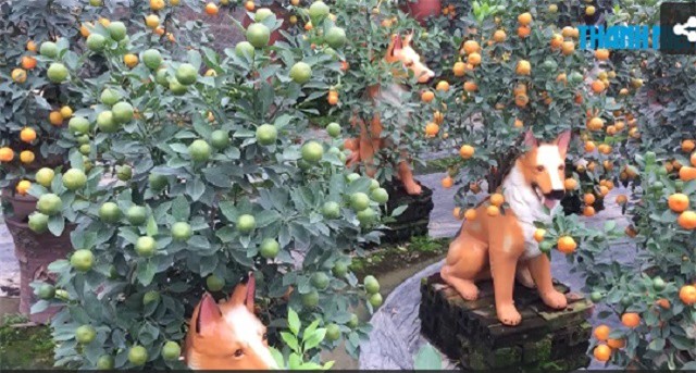 Độc đáo những chậu chó "cõng" quất tại Hà Nội