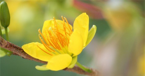  "Lác mắt" với cây mai phu thê trăm tuổi ở Tây Ninh