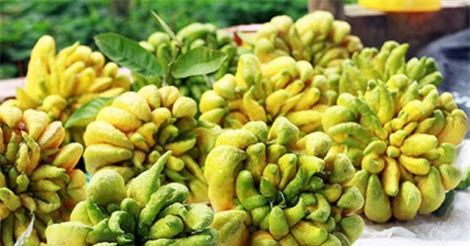 Làng phật thủ Hà Nội đắt khách ngày giáp Tết