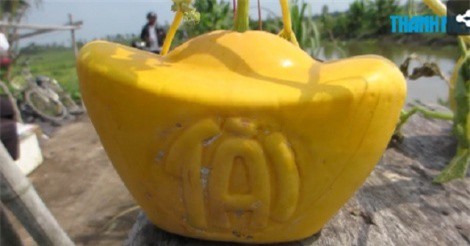 Nông dân Vĩnh Long lãi hơn 100 triệu/ha nhờ dưa hấu Tết 