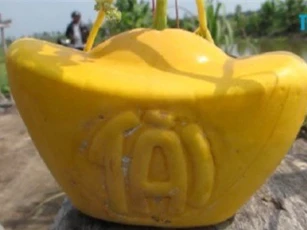 Nông dân Vĩnh Long lãi hơn 100 triệu/ha nhờ dưa hấu Tết