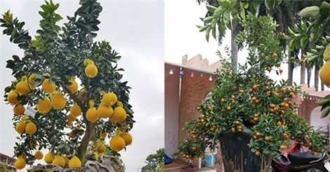 Tuyệt tác "hai dòng sữa mẹ" gây xôn xao thị trường cây Tết Mậu Tuất 2018