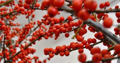 30 triệu đồng/chậu, hoa "độc, lạ" ngoại nhập "khuynh đảo" thị trường Tết